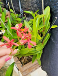Pink Reed-Stem Orchid Cutting | Epidendrum radicans | Full Sun, Easy Care, Vibrant Blooms, Outdoor & Patio Plant
