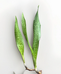 Rooted Snake Plant Set – Sansevieria Trifasciata Indoor Starter Plants, Fully Rooted, Easy Care, Variegated Green Foliage, Ready to Pot