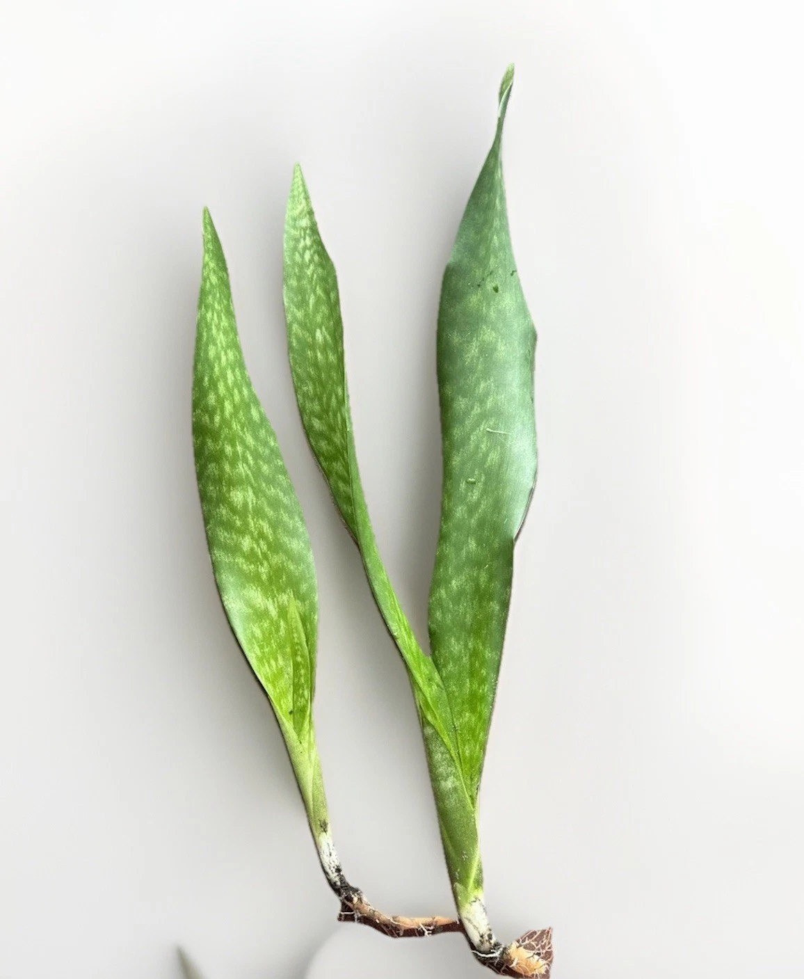 Rooted Snake Plant Set – Sansevieria Trifasciata Indoor Starter Plants, Fully Rooted, Easy Care, Variegated Green Foliage, Ready to Pot