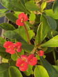 Euphorbia Milii Crown of Thorns Live Plant – Red Flowering Succulent Cactus for Indoor & Outdoor Gardens