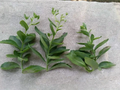 Sedum Autumn Joy Cuttings – 3 Unrooted Perennial Succulent Propagation Material for Borders, Rock Gardens, and Containers