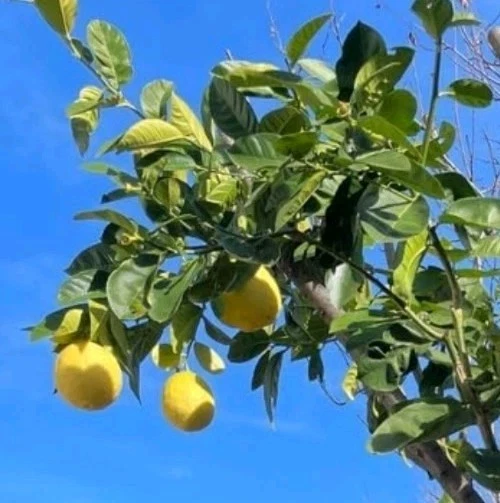 Ponderosa Lemon Cutting – Citrus limon ‘Ponderosa’ Scion 6–8 Inch Long for Rooting or Grafting