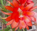 Orange Epiphyllum Orchid Cactus Cutting – Unrooted Stem 12-16 Inches for Propagation, Trailing Epiphytic Cactus, Bright Orange Blooms