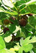 Hardy Chicago Fig Tree Cuttings – 3 Organic Unrooted Ficus carica Propagation Material for Cold Hardy Outdoor or Container Growing