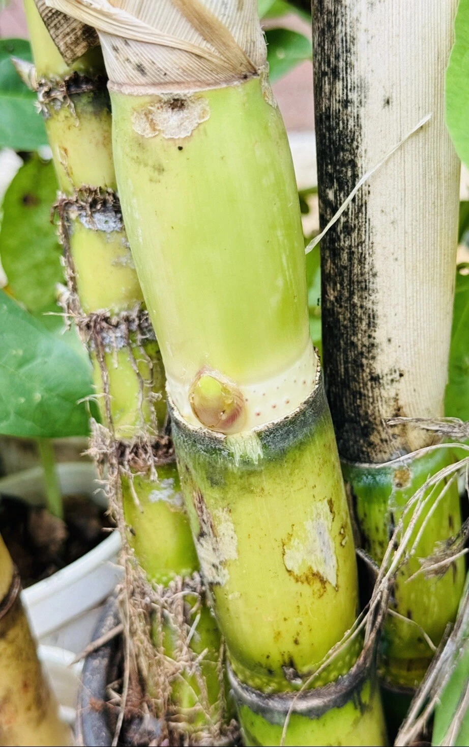 Green Sugarcane Cuttings – 2 Live Plant Pieces for Propagation, Sweet Juicy Variety, Saccharum officinarum