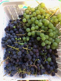 Assorted Grape Vine Cuttings – 25+ Hardwood Vitis Unrooted Clippings for Grafting & Propagation