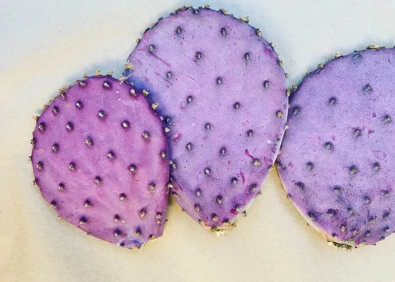 Opuntia gosseliniana ‘Durazilla’ Purple Prickly Pear Pad Cutting – Fast Rooting, Cold-Hardy Cactus, Drought Tolerant, Live Succulent for Xeriscape