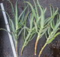 Aloe arborescens Cuttings – 4 Live Succulent Starts for Containers & Gardens, Easy-Rooting Tree Aloe Propagation