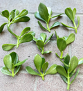 Jade Plant Cuttings – 5 Crassula ovata Succulent Stems 3–5 Inches – Money Plant / Lucky Plant Starter Cuttings