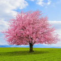 Kwanzan Cherry Blossom Tree Cuttings – 10 Unrooted Prunus serrulata ‘Kanzan’ Pink Flowering Ornamental Tree