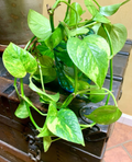 Golden Pothos Cuttings – 2 Unrooted Epipremnum aureum Trailing Houseplant for Propagation