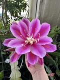 Epiphyllum Orchid Cactus Cuttings – 2 Purple Oxypetalum Night Blooming Stems for Rooting, Epiphyllum oxypetalum, Epiphytic Cactus, Night-Blooming Cereus