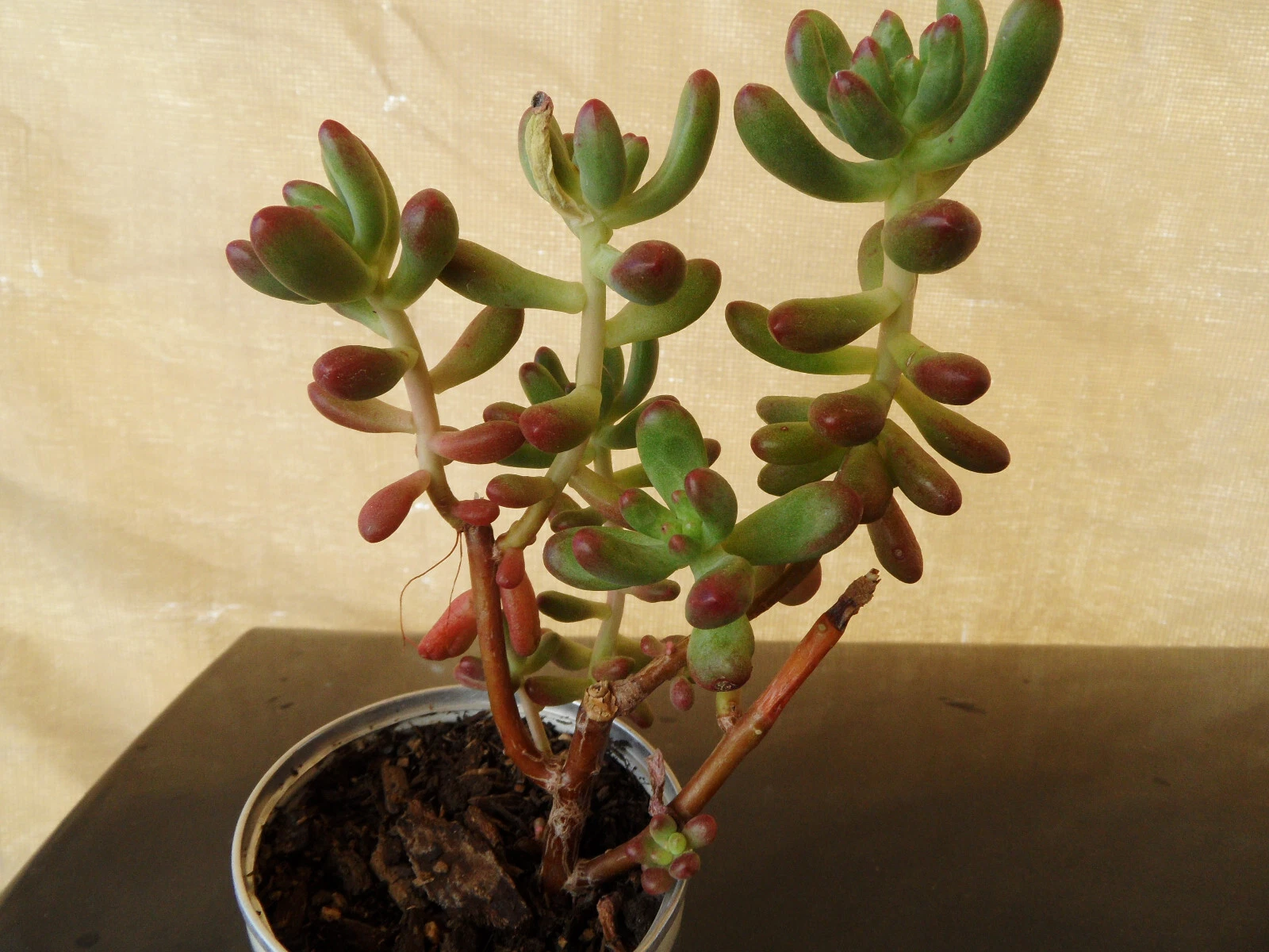 Sedum Pachyphyllum Jelly Bean Succulent Cuttings – 5 Fresh 4" Stems, Live Hardy Cuttings for Pots, Arrangements, and Propagation