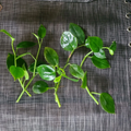 Peperomia â€˜Cupidâ€™ Cuttings – 6 Unrooted Heart-Shaped Vining Houseplant Stems for Propagation