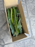 Dragon Fruit Cuttings – 10 Live Pitaya Cuttings, 8–12" Long – Ready for Rooting and Growing