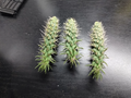 Jumping Cholla Cactus Cutting – Cylindropuntia fulgida – Live Desert Cactus for Xeriscape & Arid Gardens
