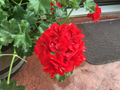 Geranium Cuttings – 6 Live Pelargonium Mountie Red Sport Stems for Rooting – Vibrant Red Flowers, Full Sun, Well-Draining Soil