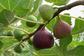 Brown Turkey Fig Cuttings – 2 Unrooted Stem Propagation Stems with Willow Water – Ficus carica Live Plant Starters