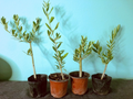 Olive Tree Live Plant – 6-12 Inch Fully Rooted Olea europaea Cutting for Potting or Garden