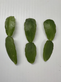 White Easter Cactus Cuttings – 3 Live Spring Sunrise Rhipsalidopsis Hatiora Indoor Houseplants