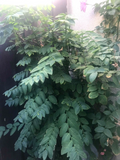 Unrooted Katuk Plant Cuttings – Sauropus androgynus, Tropical Green Foliage, California Grown, for Propagation & Gardening