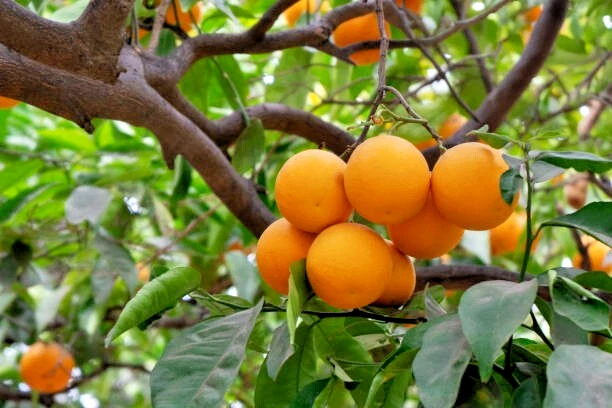 California Navel Orange Tree Cuttings – 3 Unrooted Citrus sinensis Cuttings 6–8 Inches Long for Propagation