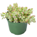 Rare Trailing Succulent in 4" Pot | Cotyledon pendens | Indoor Hanging Plant for Decor & Collections
