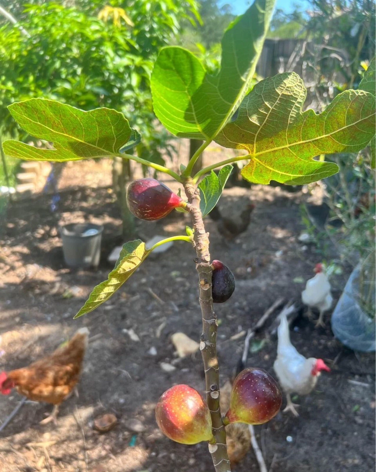 LSU Purple Fig Scion Cuttings – Ficus carica, 5 Unrooted Fig Tree Scions for Grafting or Propagation