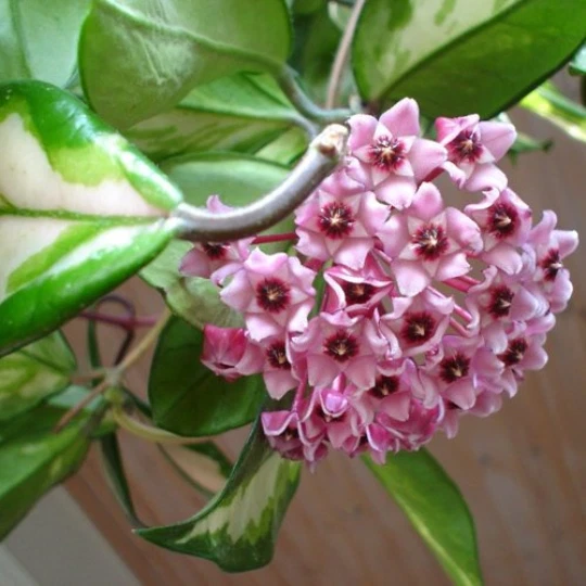 Hoya Carnosa Rubra Variegated Wax Plant – Rooted Start with Cream & Green Foliage, Indoor Trailing Houseplant