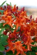 Aromi Red Pepper Azalea Live Starter Plant – Bright Red Blooms, Deciduous Rhododendron, Small Potted Shrub for Garden Landscaping