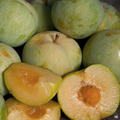 Emerald Pluot Cuttings – Live Grafting Scions for Plum-Apricot Hybrid Propagation, Fresh 1-Year Wood, Unrooted