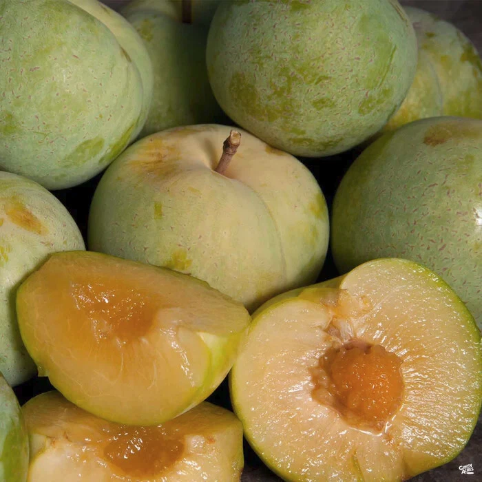 Emerald Pluot Cuttings – Live Grafting Scions for Plum-Apricot Hybrid Propagation, Fresh 1-Year Wood, Unrooted
