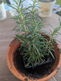 Live Rosemary Cuttings – Salvia rosmarinus, Rooted Bare-Root, 5–8 Inches, Evergreen Herb, Garden or Container Plant
