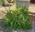 Portulacaria afra Mammoth Cuttings – 5 Elephant Bush Succulent Stems for Rooting & Growing, Live Starter Plant