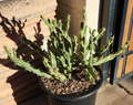 Thornberi Cholla Cactus Cutting – Live Cylindropuntia acanthocarpa Var. Thornberi for Desert Gardens & Pots