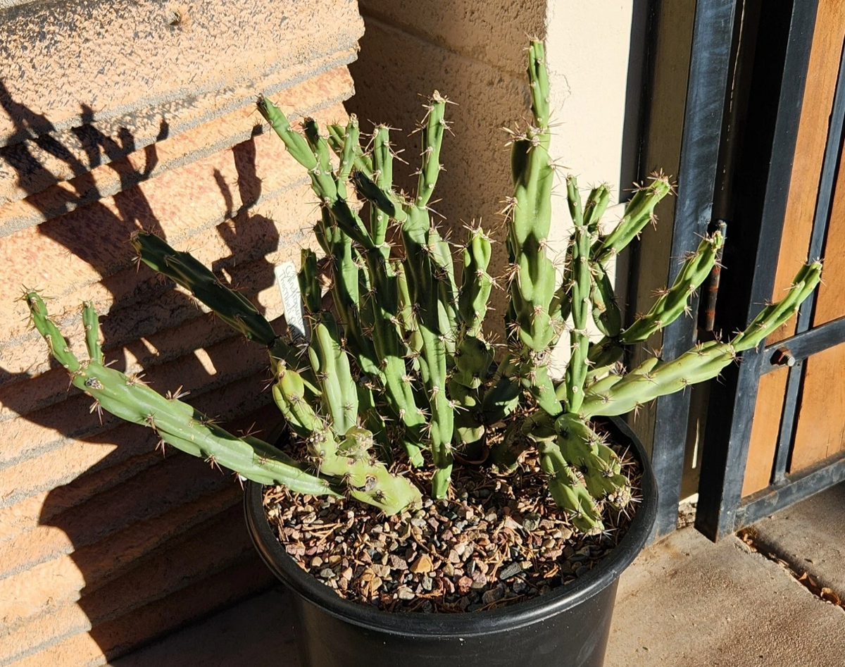 Thornberi Cholla Cactus Cutting – Live Cylindropuntia acanthocarpa Var. Thornberi for Desert Gardens & Pots