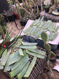 Fresh Aloe arborescens Leaves – 14oz from Mature 10-Year Plant for Propagation & Botanical Crafts
