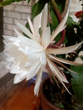 Queen of the Night Epiphyllum oxypetalum Cuttings – 3 Unrooted 4-6" Stems for Propagation, Night-Blooming Orchid Cactus