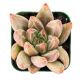 Echeveria Psyche Succulent – Live Rooted Rosette in 2-Inch Pot, Indoor Decorative Houseplant, Small Green to Pastel Foliage