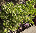 Variegated Crassula Ovata Cuttings – Lemon Lime Tri-Color Succulent Stems for Rooting, Indoor & Outdoor Pots