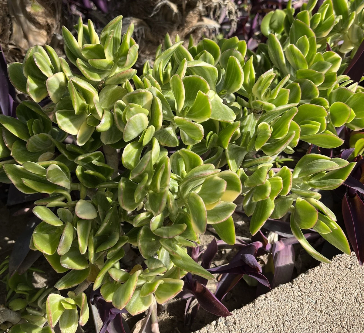 Variegated Crassula Ovata Cuttings – Lemon Lime Tri-Color Succulent Stems for Rooting, Indoor & Outdoor Pots