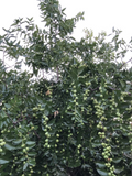 Lang Jujube Tree Cuttings – 5 Unrooted Ziziphus jujuba Chinese Red Date Propagation Cuttings