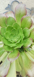 Aeonium Canariense Succulent Cutting – 5-6 Inch Green Rosette Plant Starter for Propagation and Container Growing