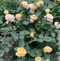 Chirp Chinese Shrub Rose Cuttings – 3 Unrooted Garden Rose Stems for Rooting and Grafting, Pink/Red Blooms, Rosa spp.