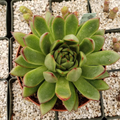 Echeveria agavoides Live Succulent Plant 4" Pot | Rosette, Drought Tolerant, Indoor & Outdoor