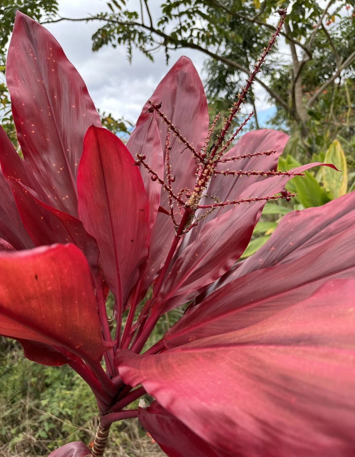 Hawaiian Lilinoe Red Ti Leaf Cuttings – Live Unrooted Cordyline fruticosa Tropical Foliage Plant Starts