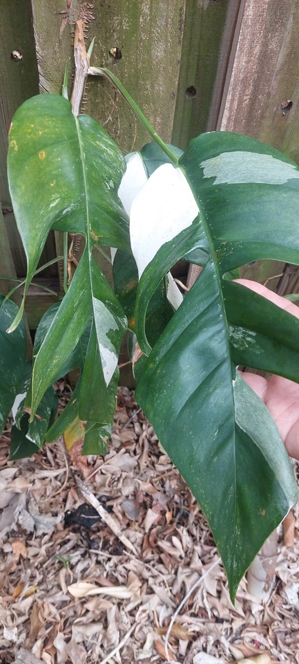 Epipremnum Pinnatum Marble Cutting – Live Variegated Stem for Propagation, Indoor Vine, Rare Aroid Plant, White-Green Variegation
