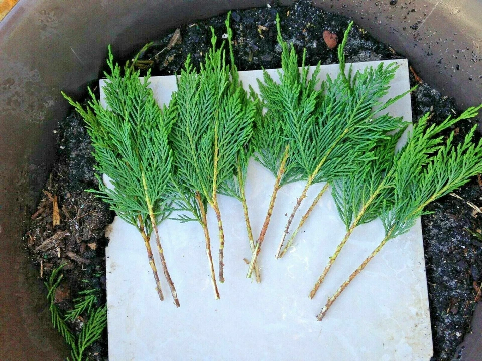 Leyland Cypress Tree Cuttings – × Cuprocyparis leylandii, 50 Fresh Unrooted Cuttings 7–8 Inches Long