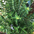Mini Pine Tree Succulent Cuttings Set of 4 | Crassula tetragona Bonsai-Style Plant Stems for Pots & Indoor Growing