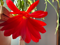 Epiphyllum Orchid Cactus Cuttings – 6 Unrooted Red Bloom, 6–8 Inches, Tropical Epiphytic Cactus, Trailing, Bright Indirect Light